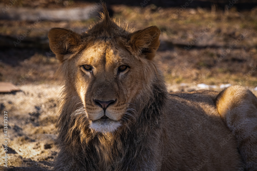 Fototapeta premium löwe, tier, wild lebende tiere, katze, löwin, wild, raubtier, safari