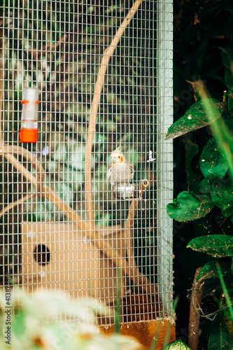 Beautiful yellow-gray winged parrot. Wild bird in a cage among exotic plants