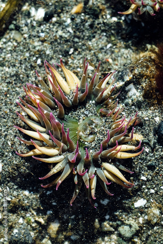 Closeup detail of an anenome under the sand on a rocky beach photo