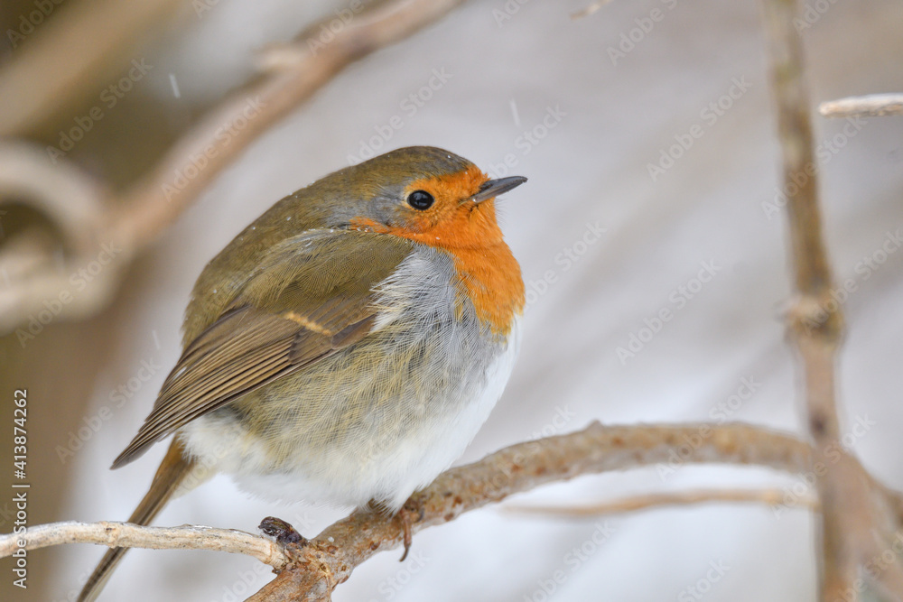 Fototapeta premium Rotkehlchen 