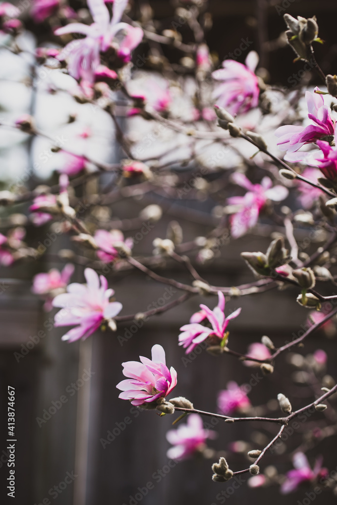 Flowers on a magnolia tree in bloom with blurred background. Flowers on a magnolia tree in bloom with blurred background.