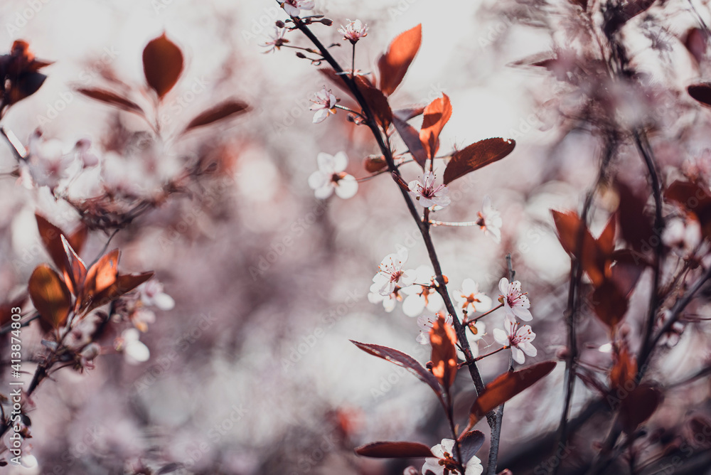 Branches of flowering sand cherry tree covered in white blossoms. Branches of flowering sand cherry tree covered in white blossoms.