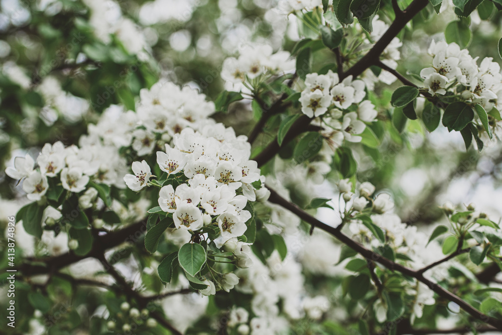 Close up of branches of a tree covered in white flowers in the spring. Close up of branches of a tree covered in white flowers in the spring.