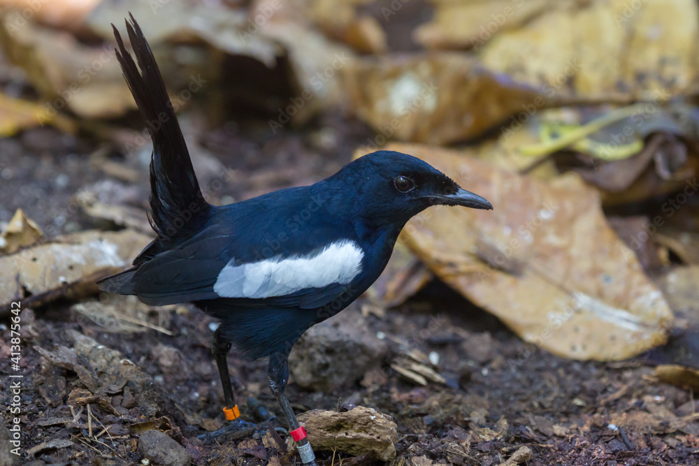An endangered Seychelles magpie-robin (Copsychus sechellarum) on the forest floor on Cousin, Seychelles.