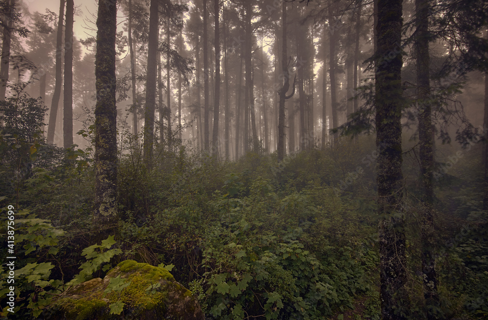 Mystical high mountain forest covered in fog at sunset Mystical high mountain forest covered in fog at sunset