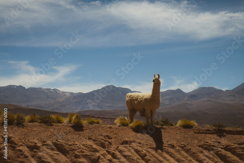 Llama in the Atacama Desert