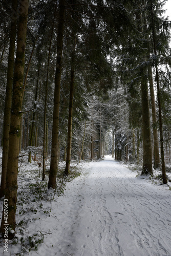 randonnée dans les bois en hiver - forêt enneigée