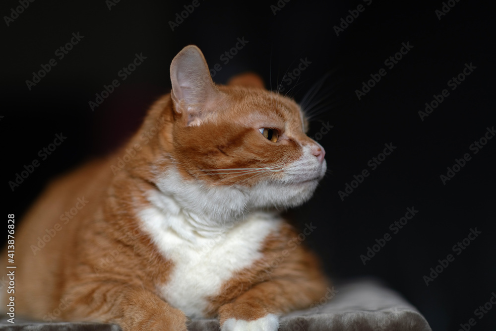 Portrait of a red & white cat on a fur blanket in the studio.