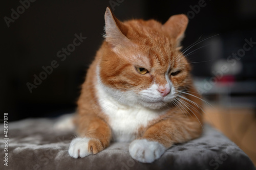 Portrait of a red & white cat on a fur blanket in the studio. © shymar27