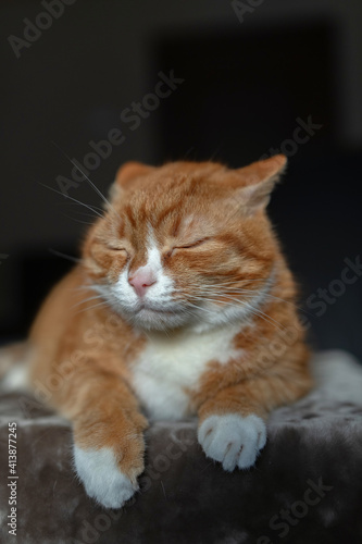 Portrait of a red & white cat on a fur blanket in the studio. © shymar27