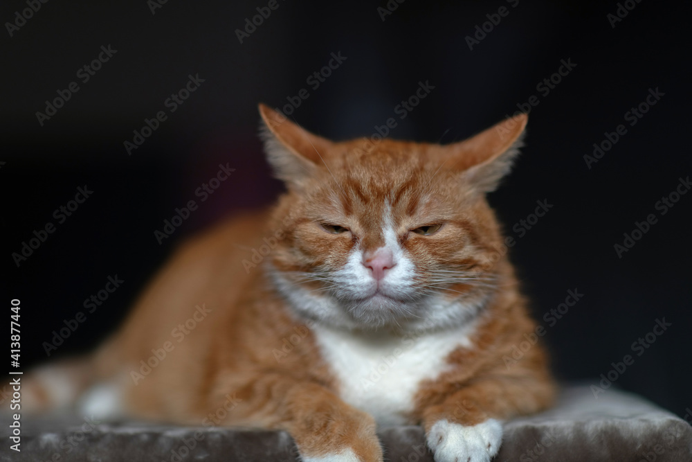 Obraz premium Portrait of a red & white cat on a fur blanket in the studio.