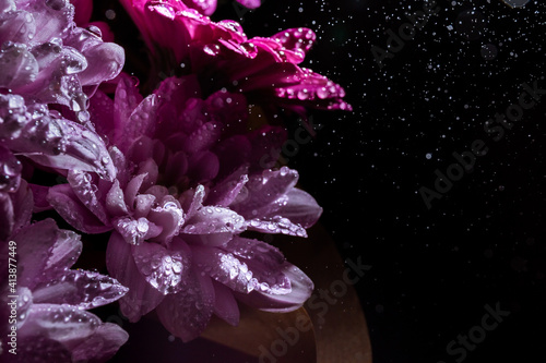 Banner with beautiful bouquet of chrysanthemum under water drops spray on black background with copy space. Business card of online shop delivery service. Funeral flower. Day of Remembrance. Darkness
