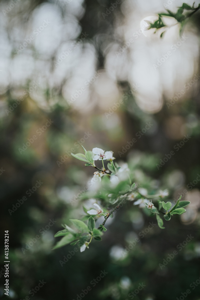 Spring blossom growing in a garden. Spring blossom growing in a garden.