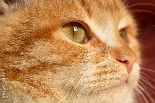 Cat's yellow eye close-up, macro