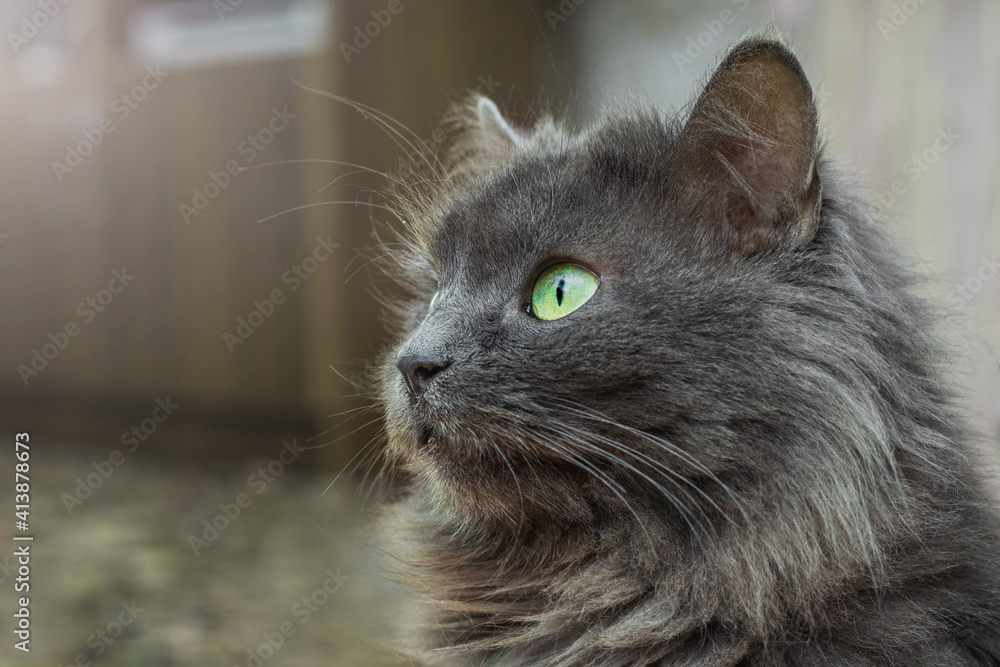Gray fluffy cat with green eyes in the room