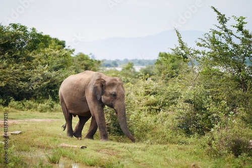 Elephant in the wild against green landscape. Wildlife animals in Sri Lanka.