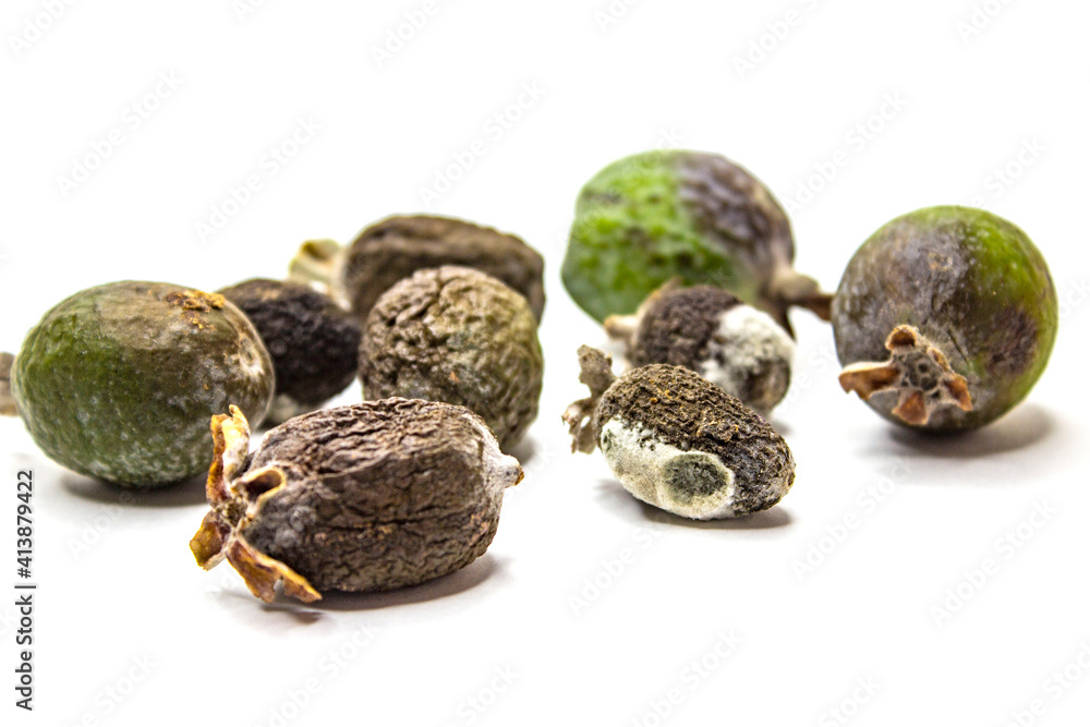 Over-ripe, spoiled feijoa fruit. Those that have begun to rot, they have blackness, mold, and fungus on them. The process of spoilage, rotting of green fruits. White background. Over-ripe, spoiled feijoa fruit. Those that have begun to rot, they have blackness, mold, and fungus on them. The process of spoilage, rotting of green fruits. White background.
