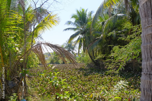 The pond that fullfill with water plant