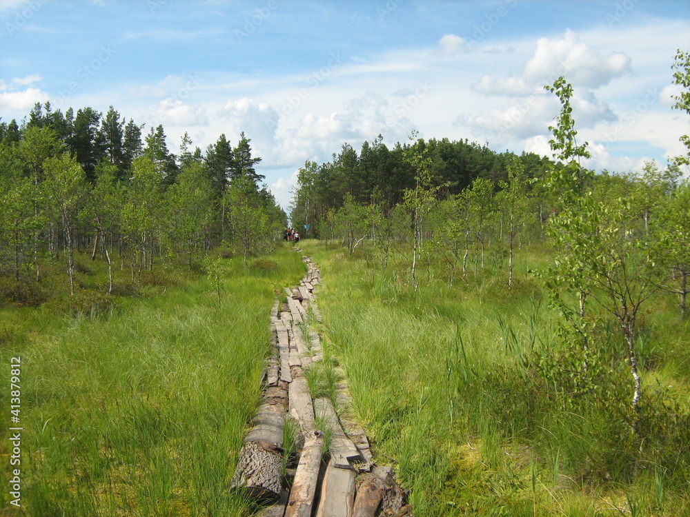 Fototapeta premium footpath from the boards in the middle of the swamp to the forest