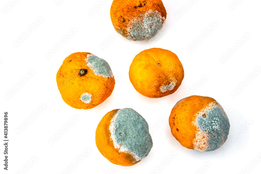 Overripe tangerines. Covered with mold, fungus. Rotting citrus fruits