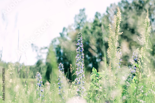 wild purple flowers in a field of green in summer photo