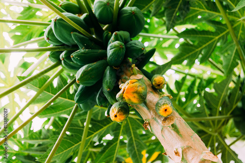 Árbol de mamon  photo