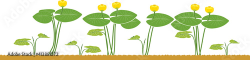 Yellow water-lily plants with green leaves and yellow flowers isolated on white background