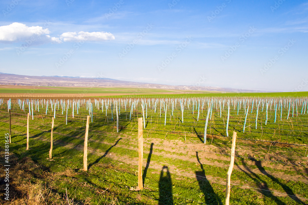 Landscape of grape trees valley at autumn time Landscape of grape trees valley at autumn time