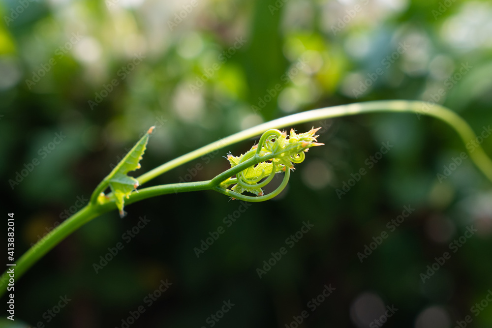 Beautiful top gourd, Ivy gourd on nature wall, Natural vegetables. Beautiful top gourd, Ivy gourd on nature wall, Natural vegetables.