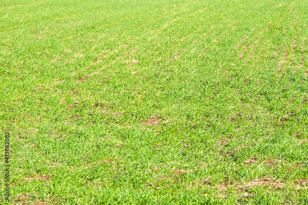 Green field and grass background, green color Green field and grass background, green color
