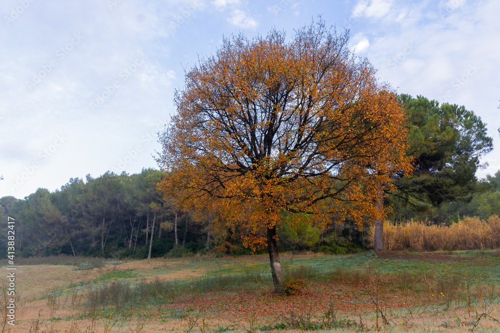 Fototapeta premium arbol en otoño 