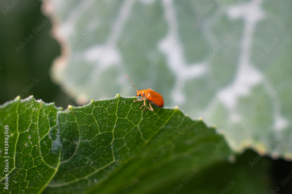 Fototapeta premium Macro photo of two orange ladybugs on a green leaf. Selective focus.