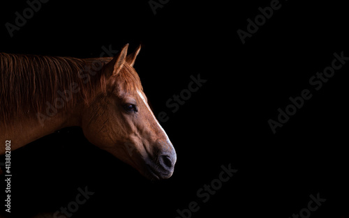 Red dun horse profile image photo