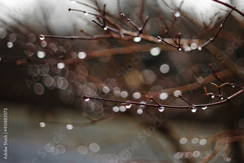 bokeh of waterdroplets on tree branches photo