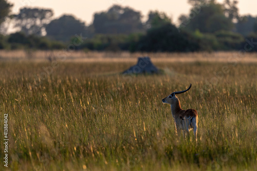 an antelope stands at sunset in the savannah photo