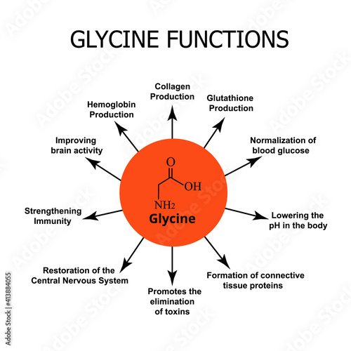 The functions of glycine. Amino acid glycine chemical molecular formula. Vector illustration on isolated background