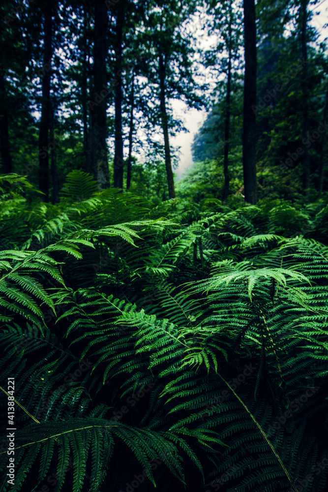 Field of fern in the forest Field of fern in the forest