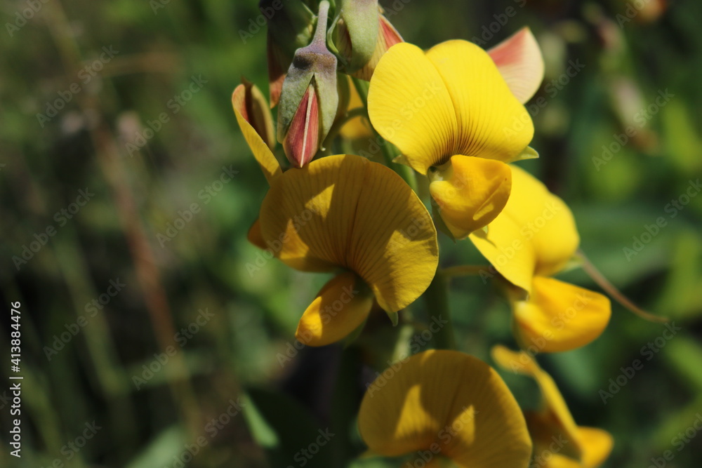 Fototapeta premium yellow flowers