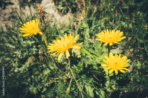 Tolpis staticifolia wild flowers in Vanoise national Park, France photo