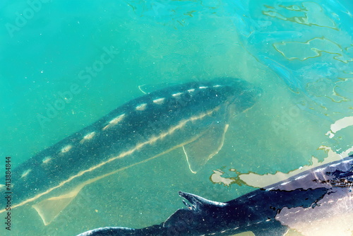 Live active sturgeons on the farm at Kibbutz Dan. Israel. Large sturgeons swimming in turbid water near the surface. View from above . Slow motion