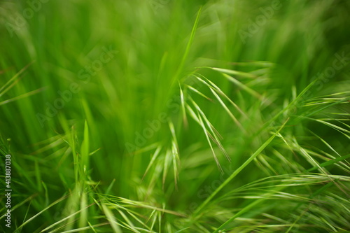 Lush green grass grow in a summer meadow