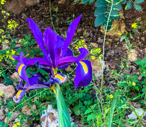 Spanish iris blooming in the wild meadow high in the mountains photo