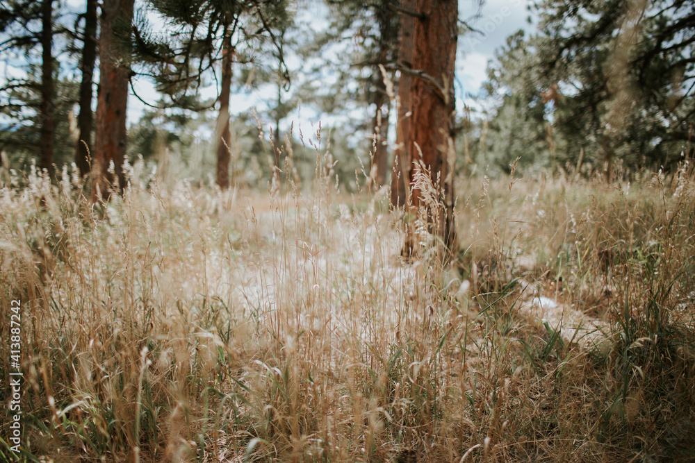 Grass growing on field against trees in forest Grass growing on field against trees in forest
