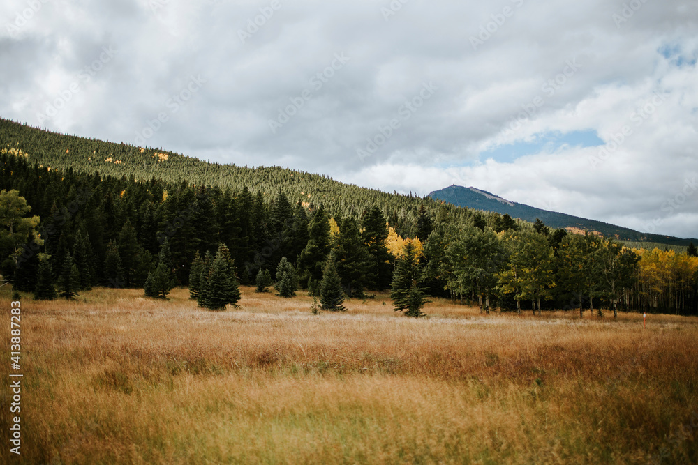 Scenic view of trees growing on mountain against cloudy sky Scenic view of trees growing on mountain against cloudy sky