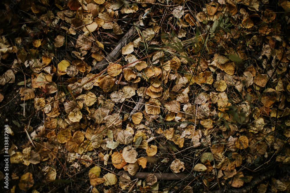 High angle view of dry leaves on field at forest