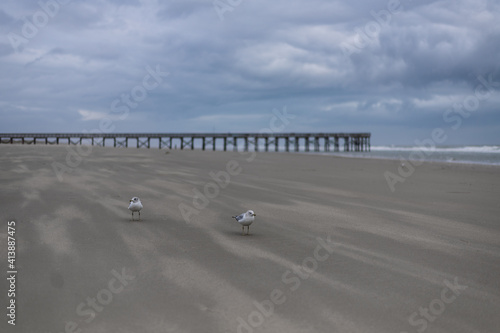 birds on a windy beach by the pier