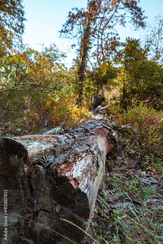 Macro Tree Path of wood and Bark Texture