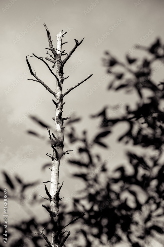 Obraz premium Sepia Scary Tall Tree with blurry foreground