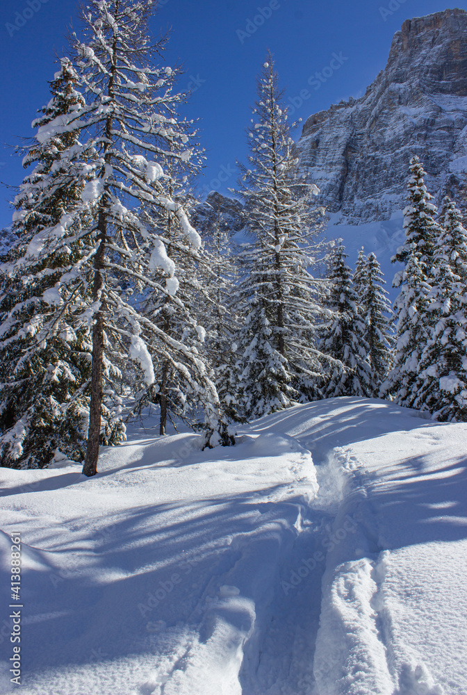 Winter landscape of the Italian mountains. Trace of a path in the woods on fresh snow. Walk in the Dolomites in winter. Staulanza Pass, Italy. Vertical image. Winter landscape of the Italian mountains. Trace of a path in the woods on fresh snow. Walk in the Dolomites in winter. Staulanza Pass, Italy. Vertical image.