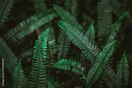 Wild emerald green fern fronds growing at varying angles photo